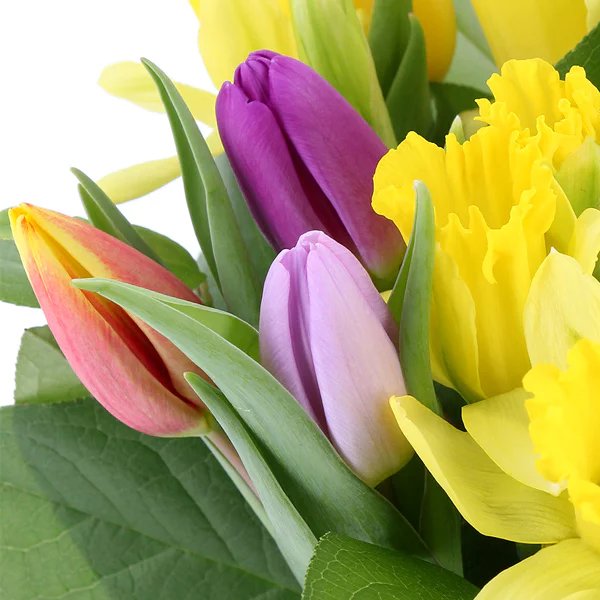 Les Fleurs du Printemps : Jonquilles et Tulipes