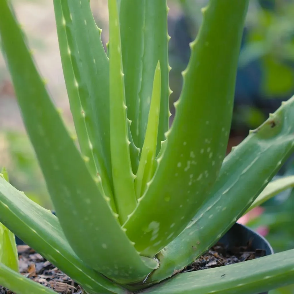 Aloe vera géant
