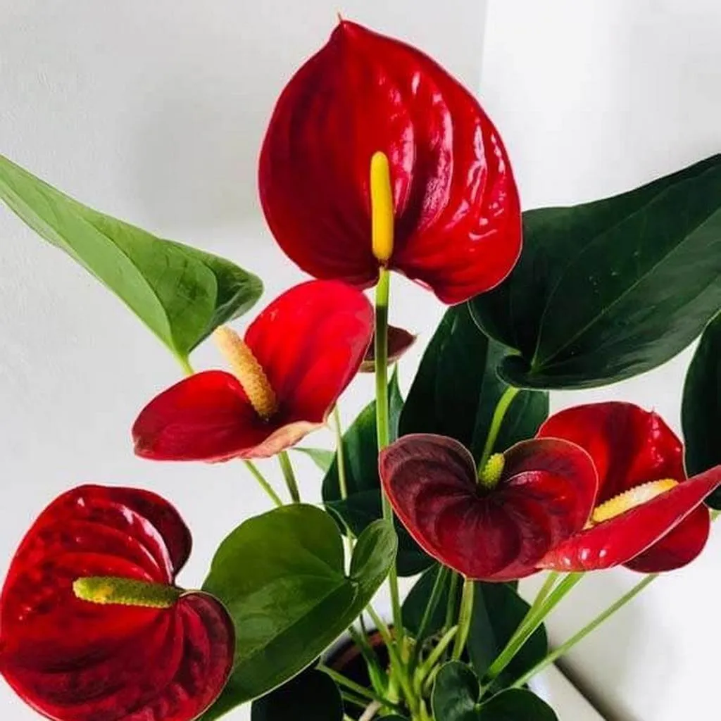 Anthurium 12cm
