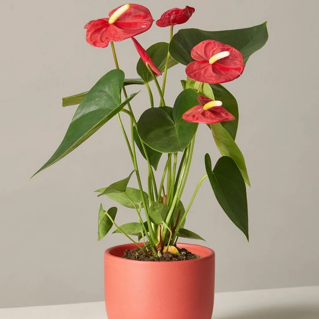 Anthurium 17cm