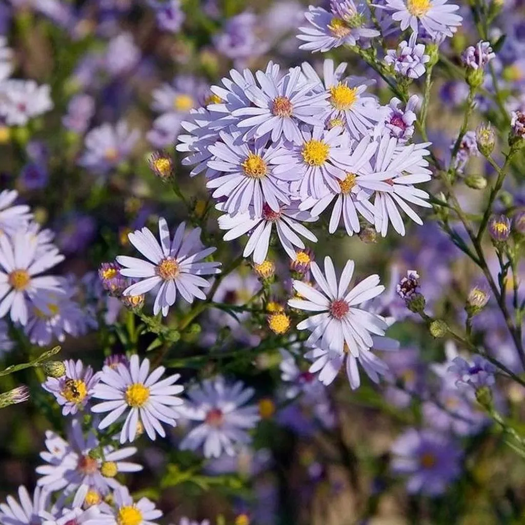 Aster
