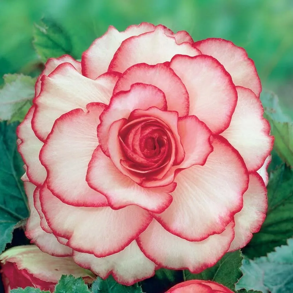 Begonia 12cm