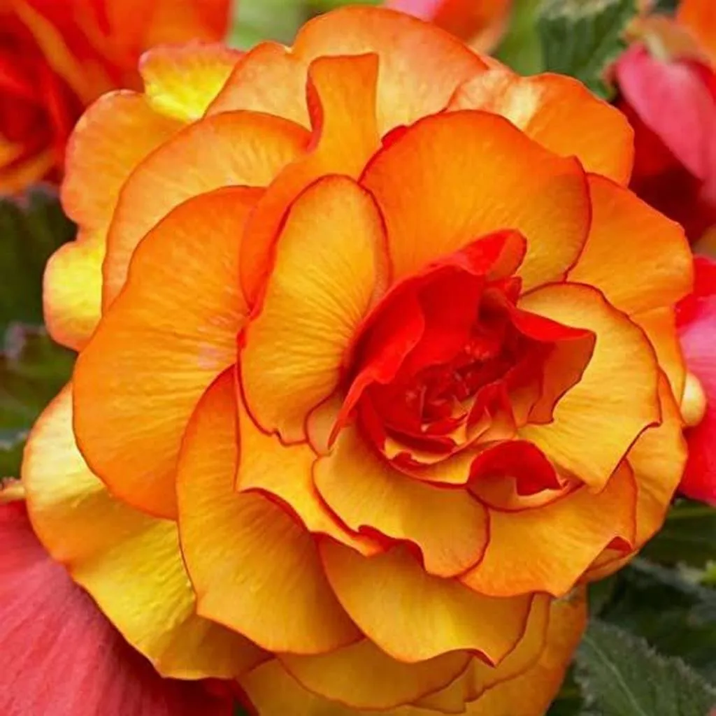 Begonia 13cm