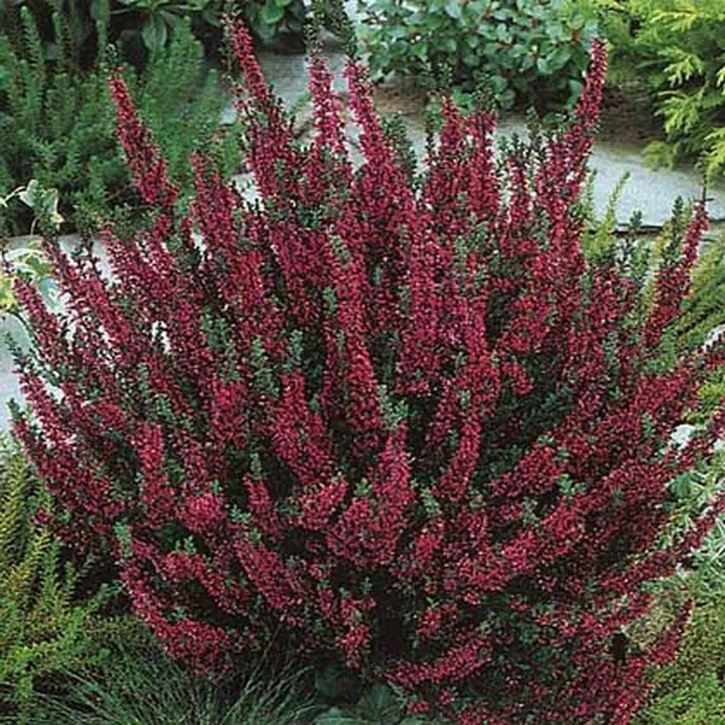 Calluna