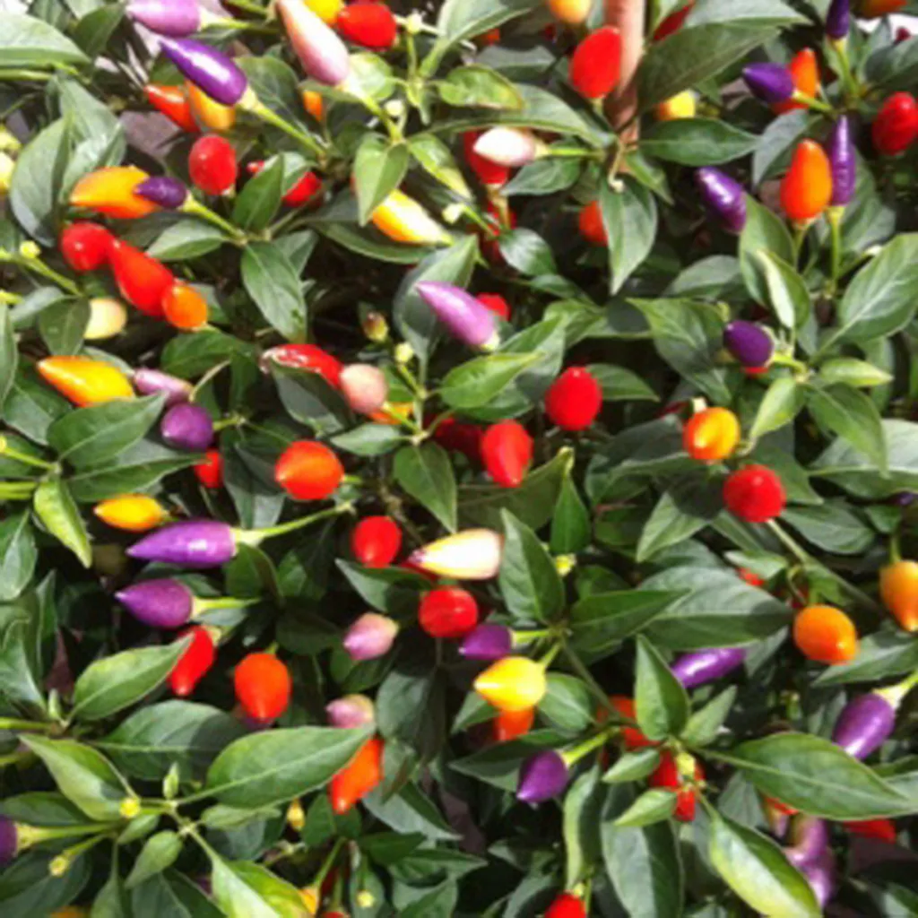 Capsicum Autunn Petit