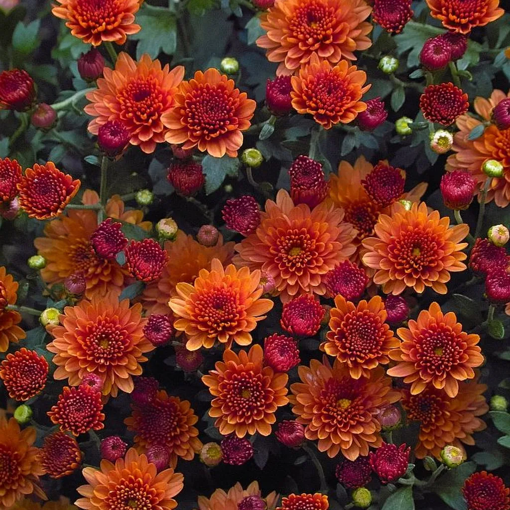 Chrysanthème