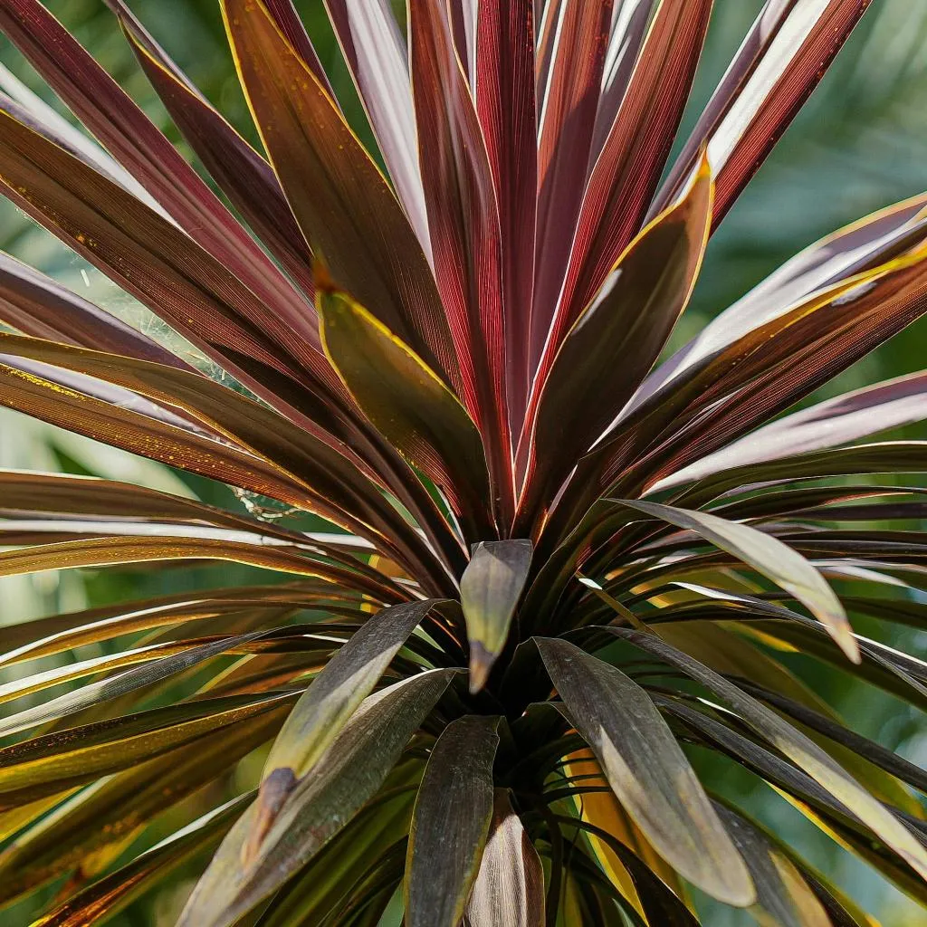Cordyline
