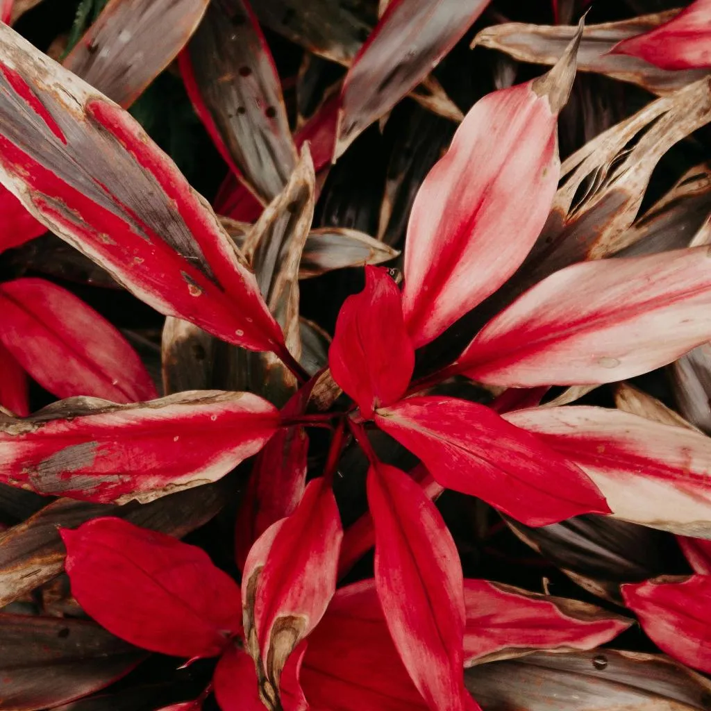 Cordyline red