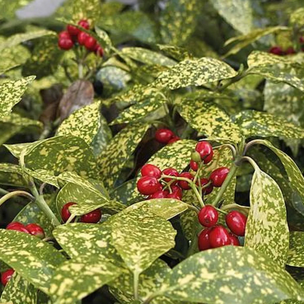 Crotonifolia