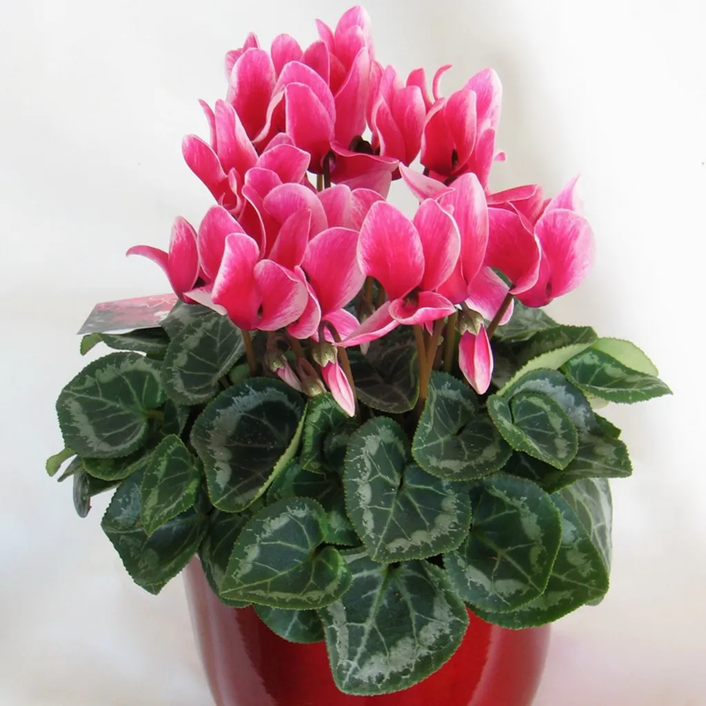 Cyclamen