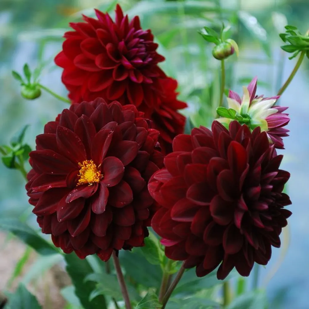 Dahlia moyen