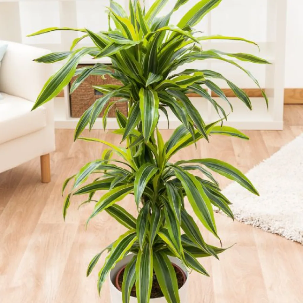 Dracaena