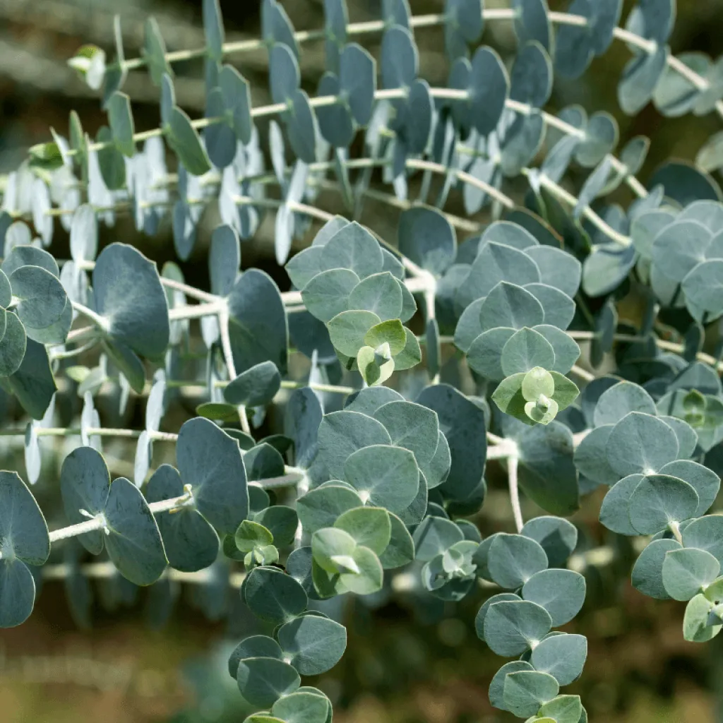 Eucalyptus