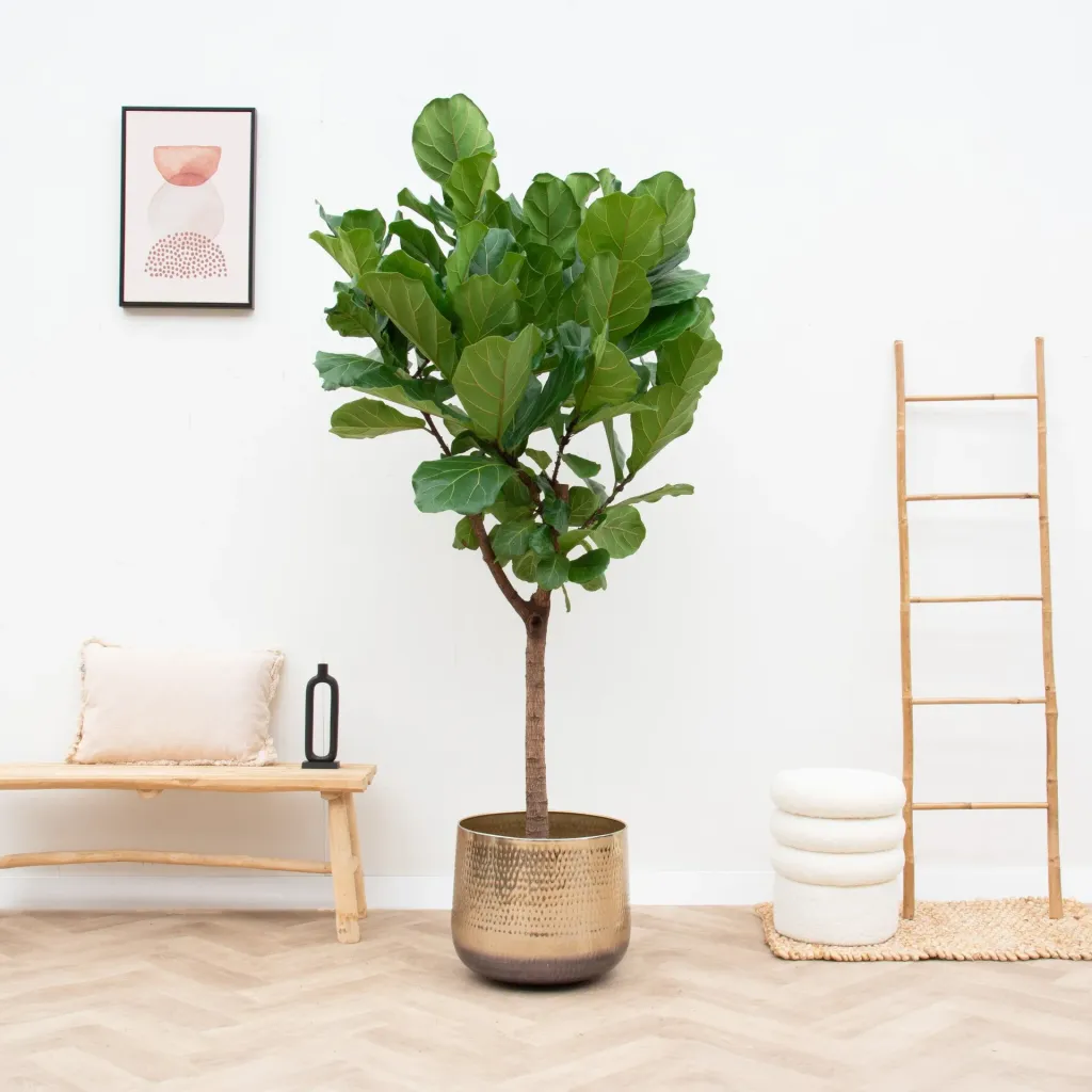 Ficus Lyrata