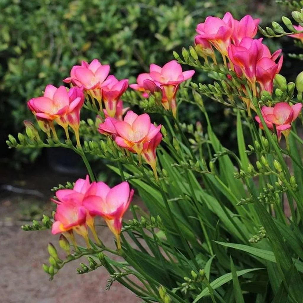 Freesia