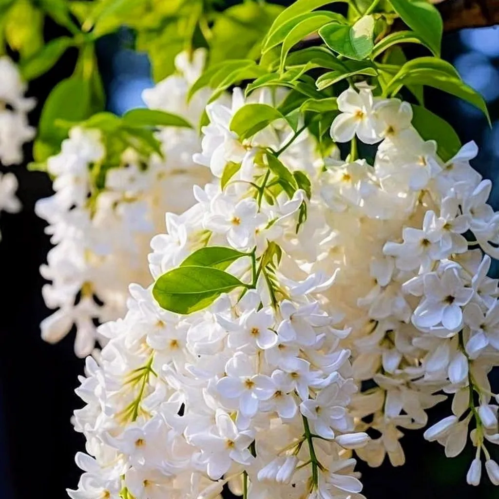 Gypsophile