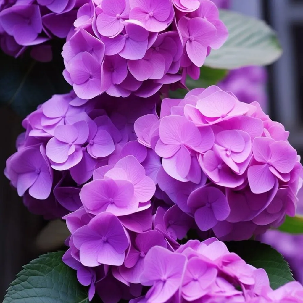 Hortensia