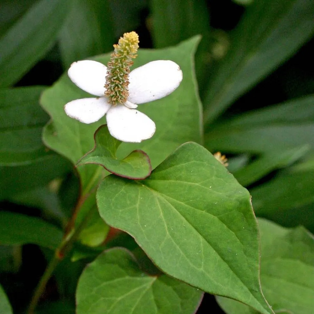 Houttuynia