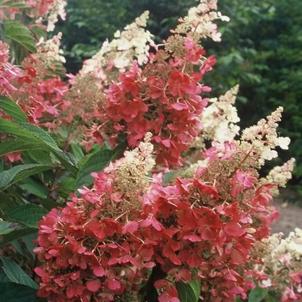 Hydrangea Pinky Winky