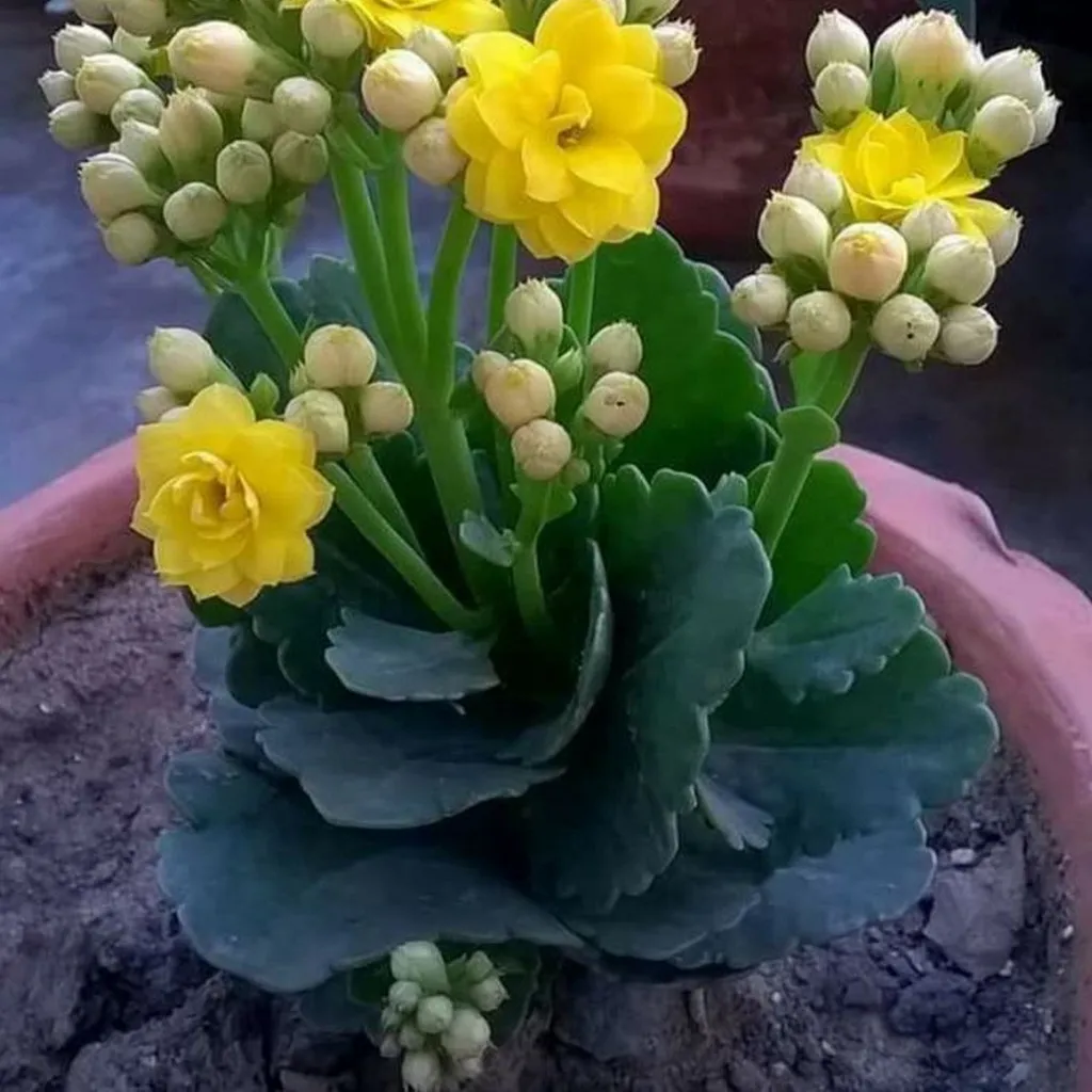 Kalanchoé 10.5cm