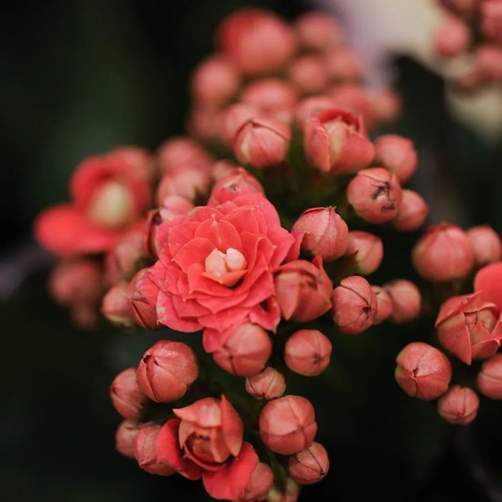 Kalanchoé Royal