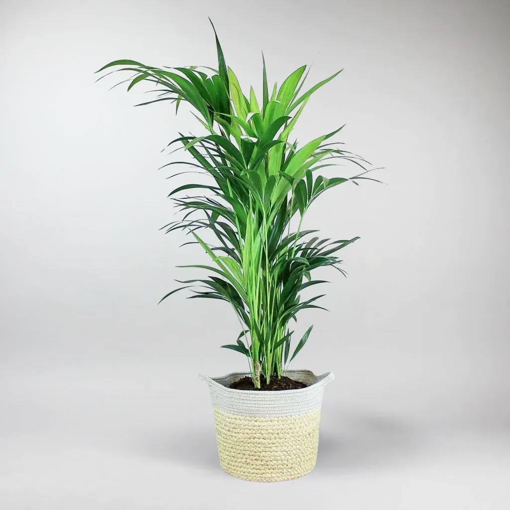 Kentia Howea