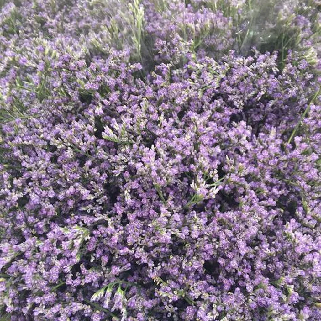 Limonium