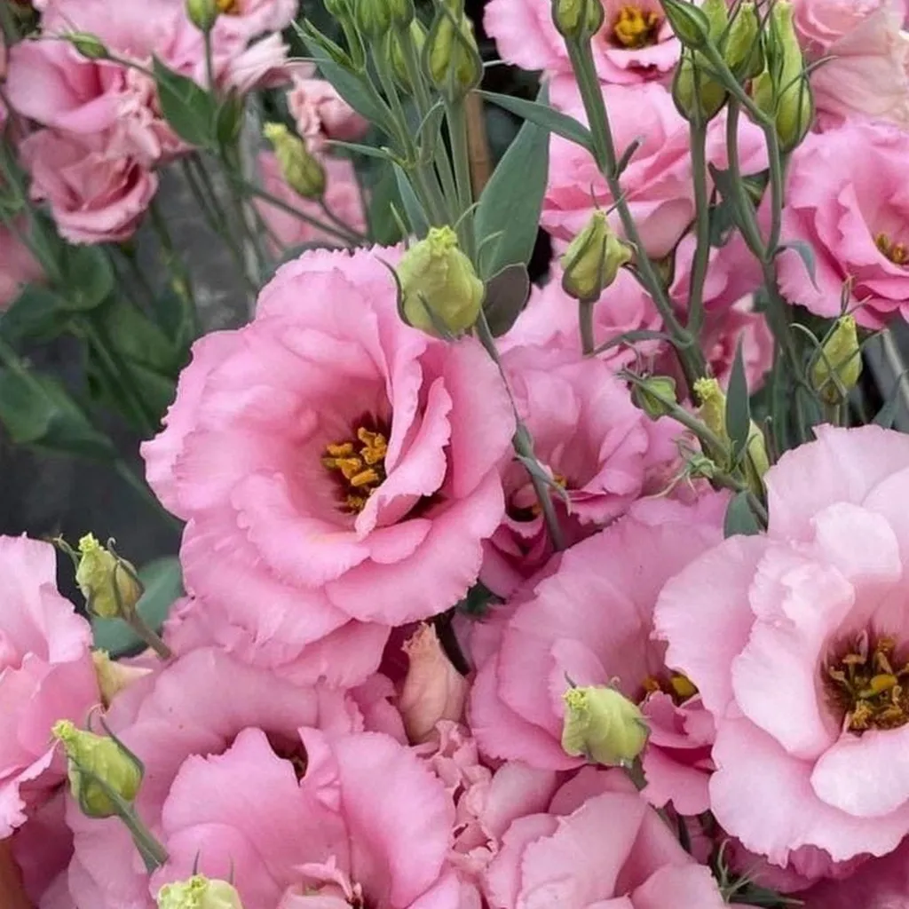 Lisianthus