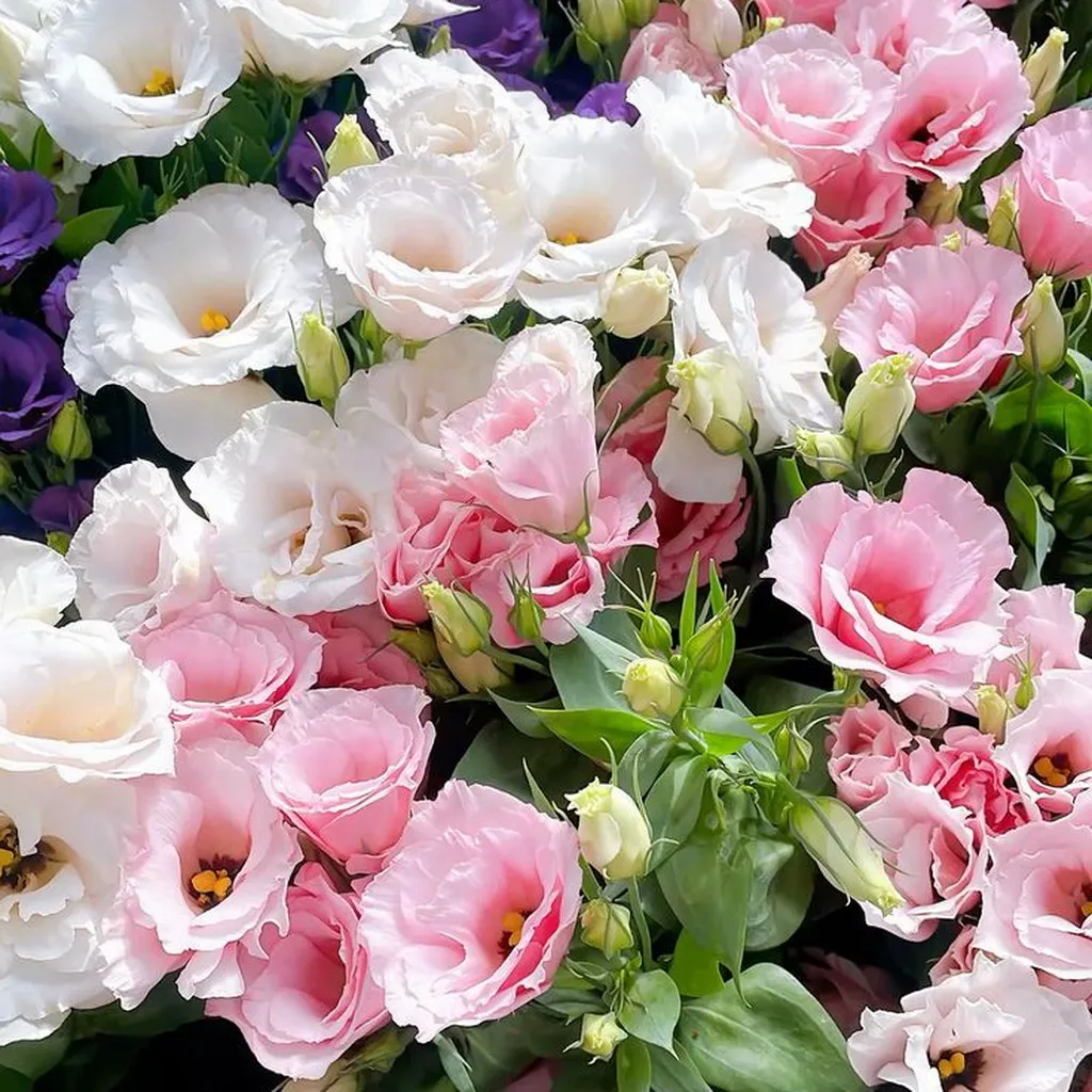 Lisianthus Plante