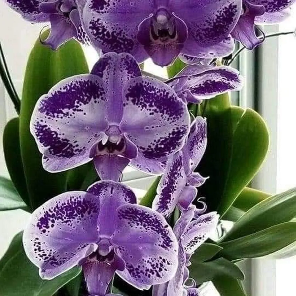 Orchidée papillon