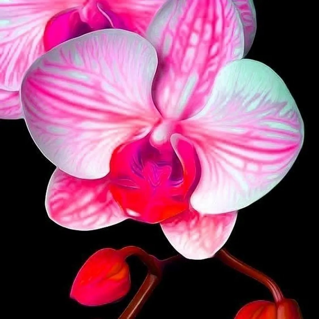 Orchidée papillon grand