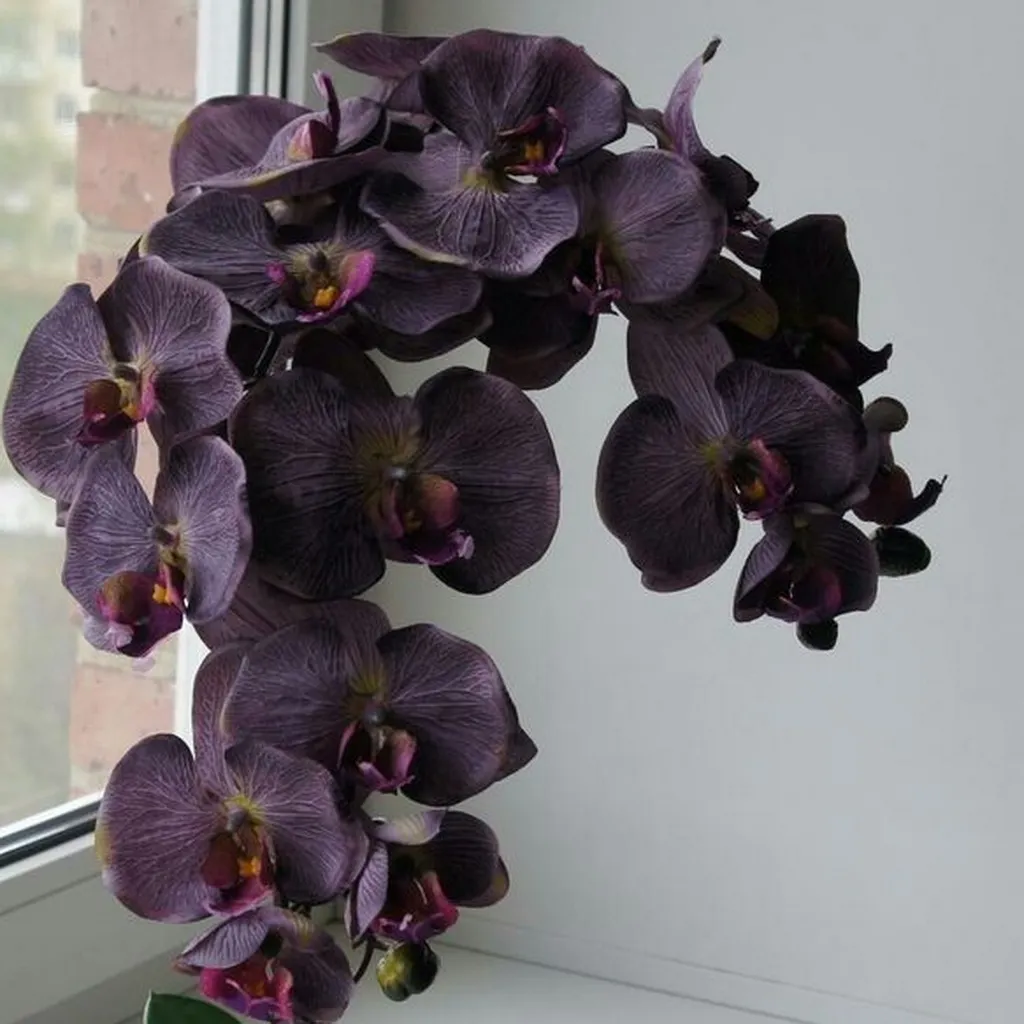 Orchidée papillon moyen