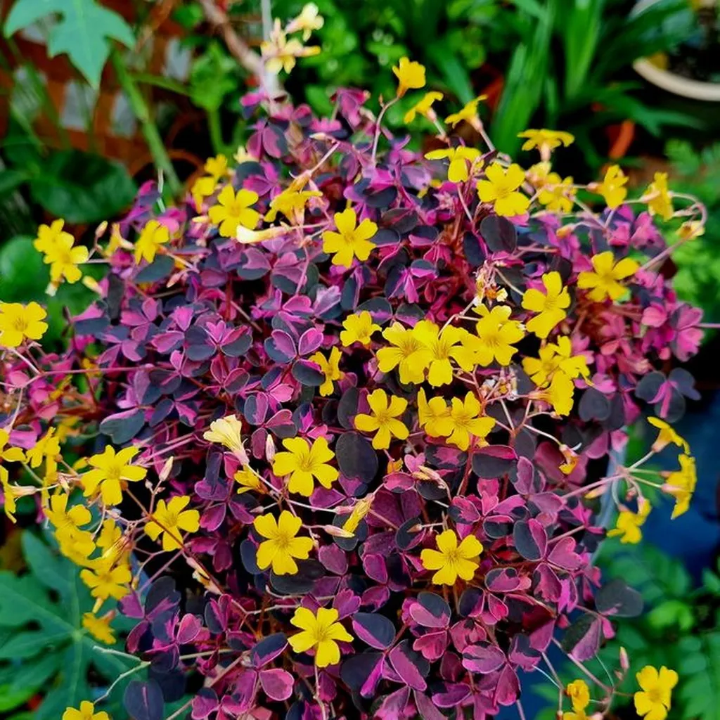 Oxalis