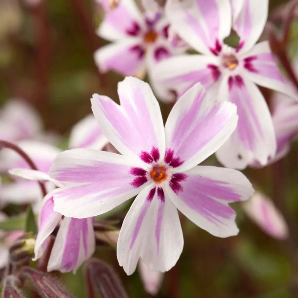 Phlox