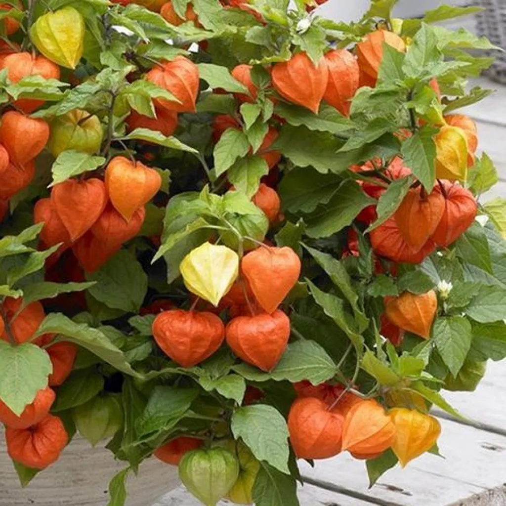 Physalis