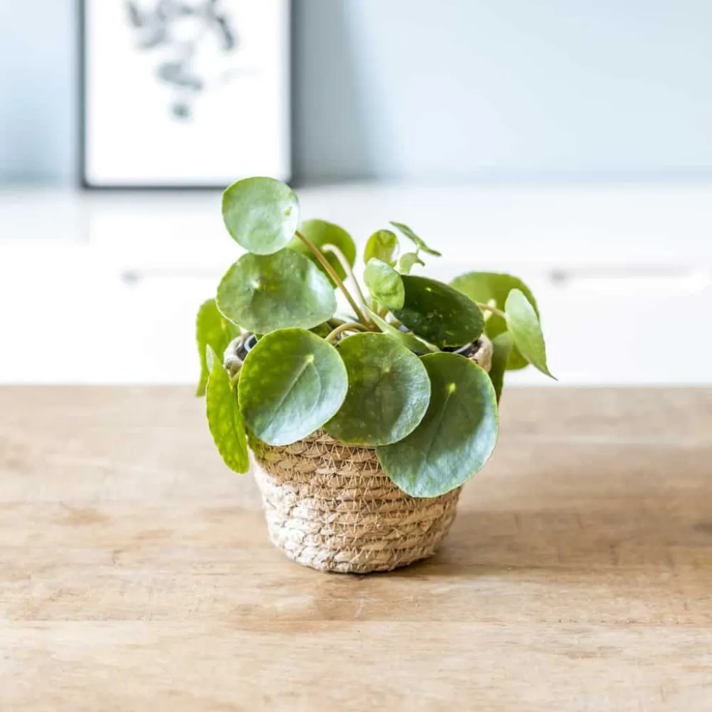 Pilea 15cm