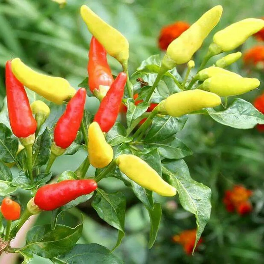 Piment d'Ornement