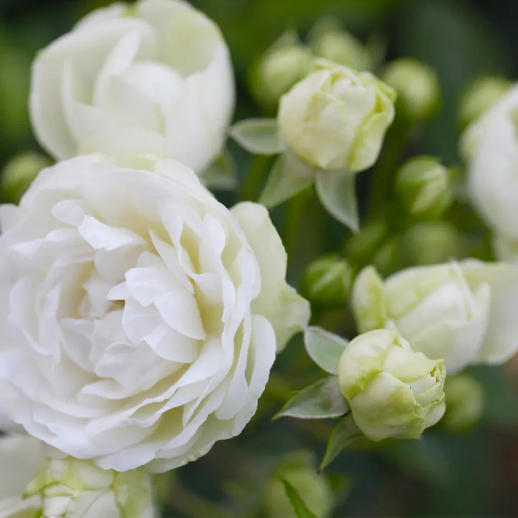 Rose branchue