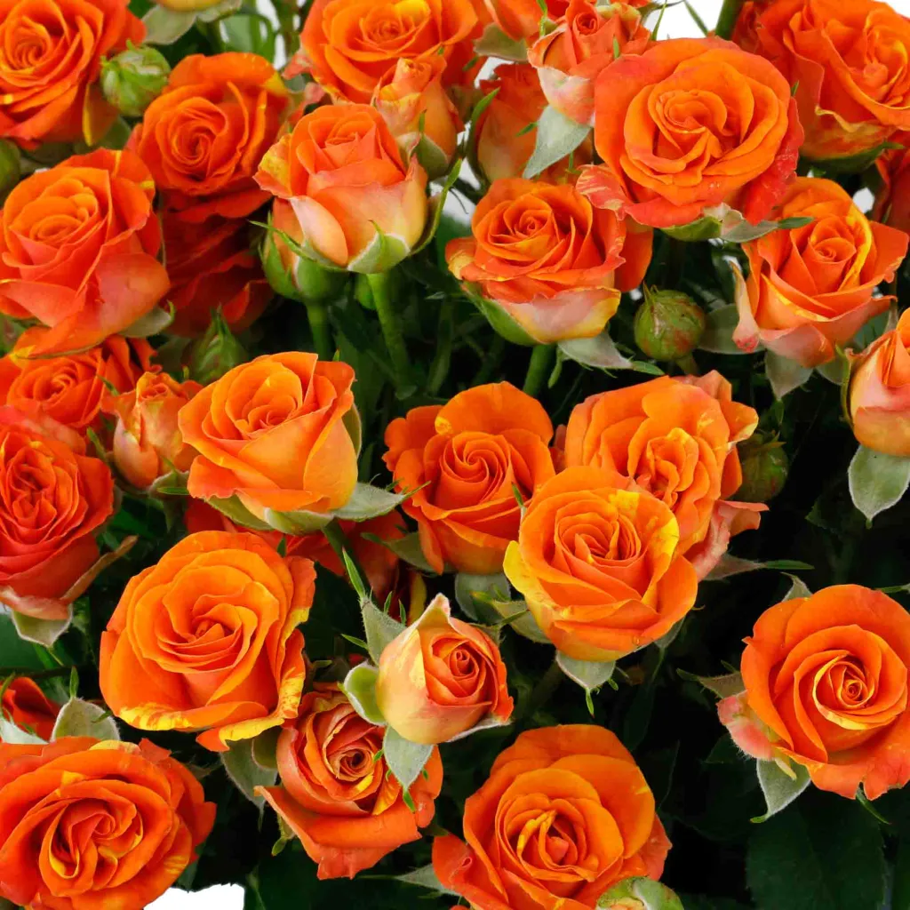 Rose Branchue Orange