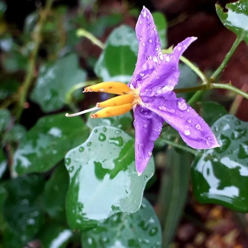 Solanum Grand