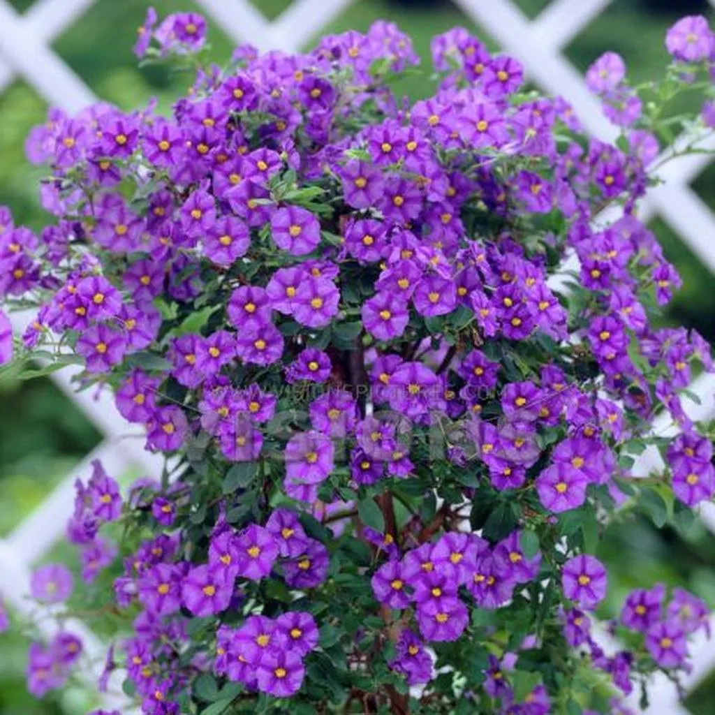 Solanum Moyen