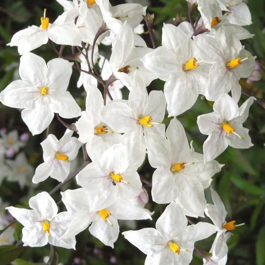 Solanum Petit