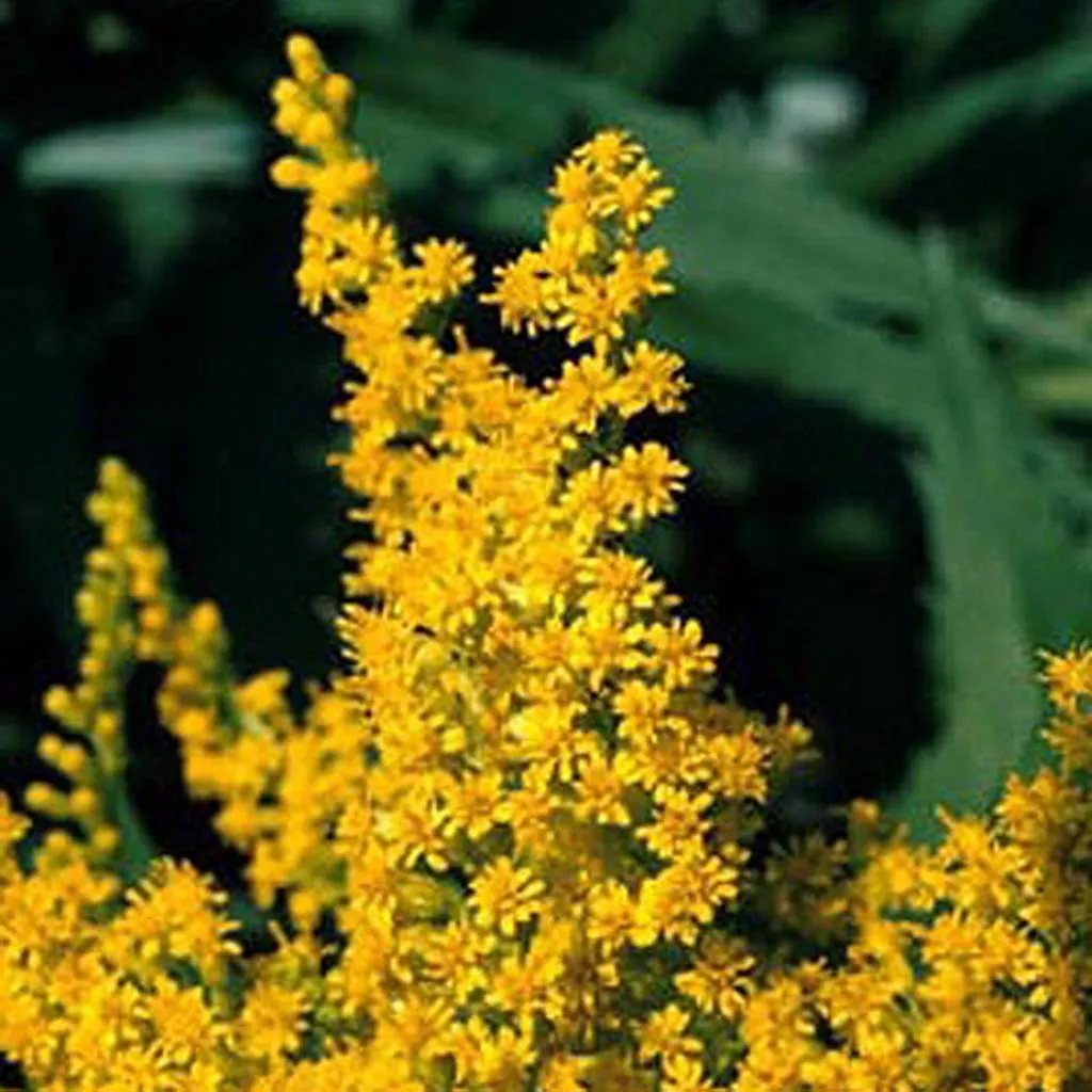 Solidago