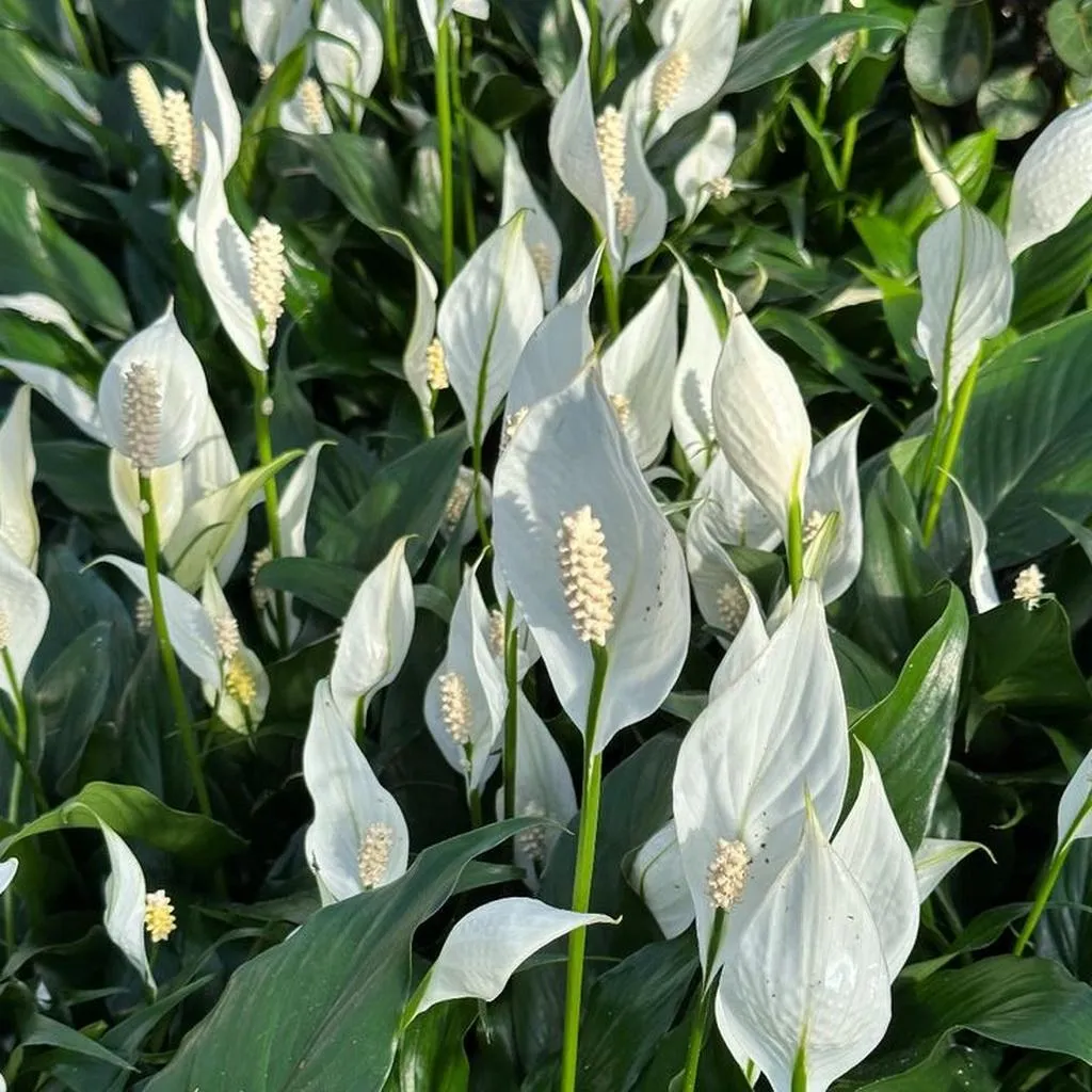 Spathiphyllum