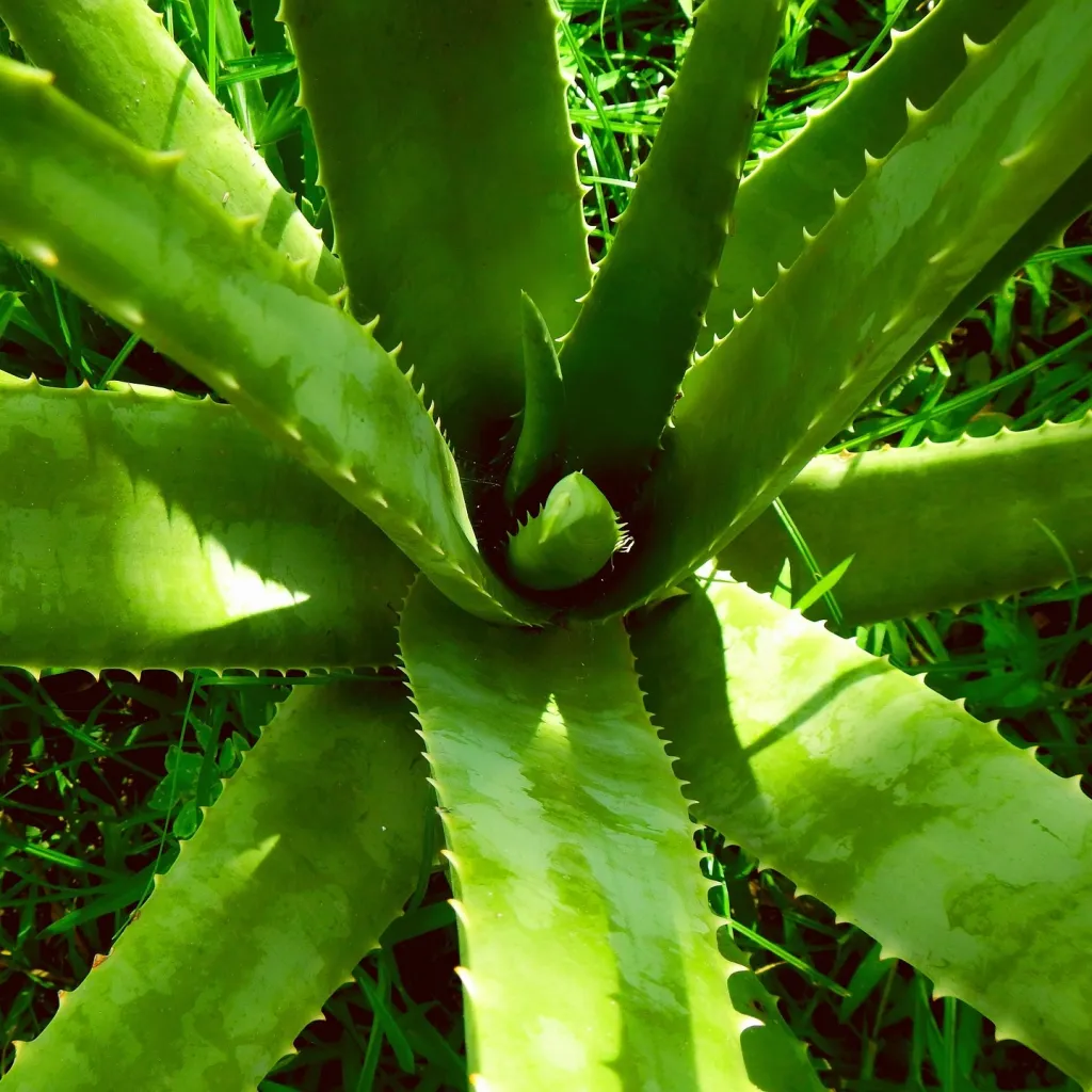 Aloe vera moyen