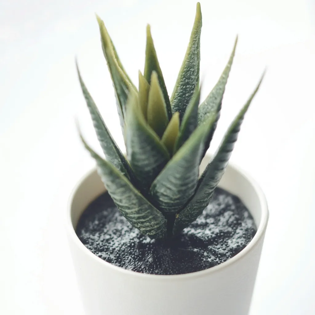 Aloe vera petit