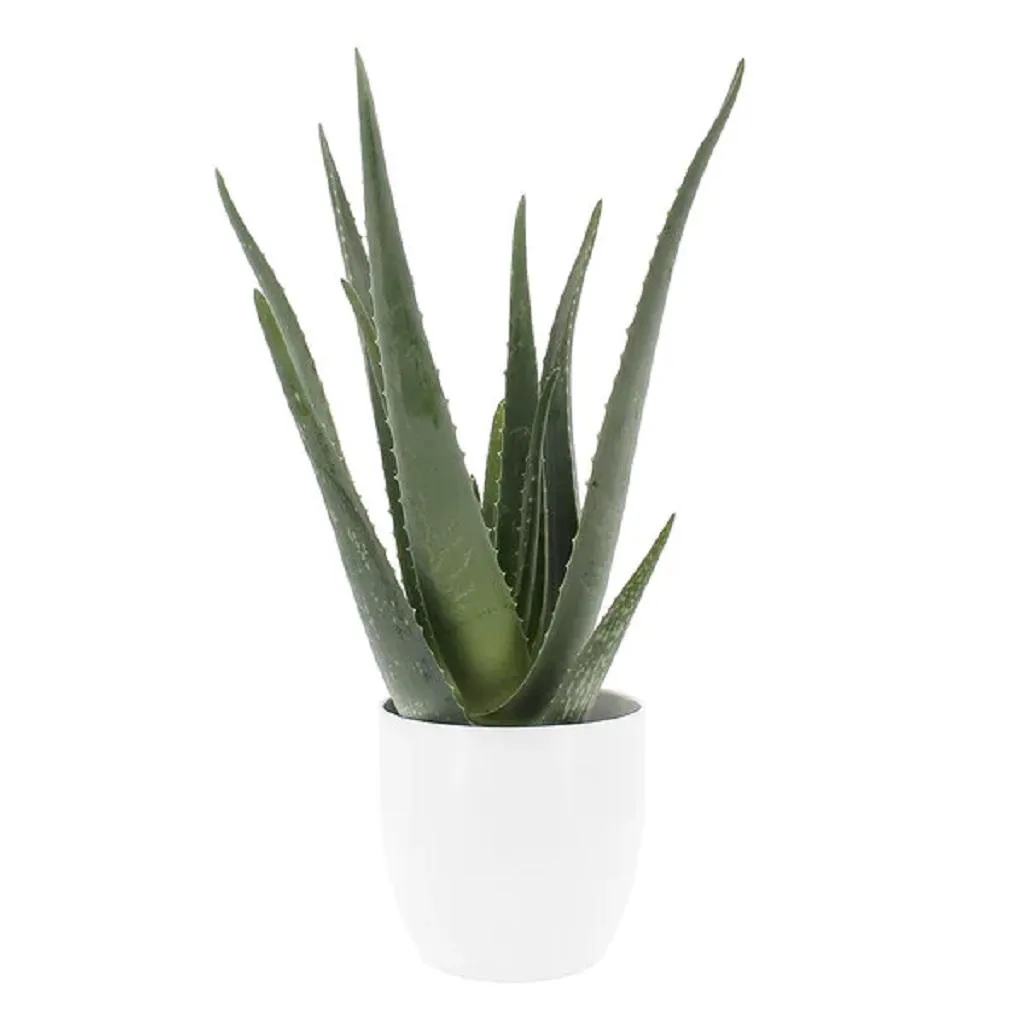 Aloe vera + Céramique