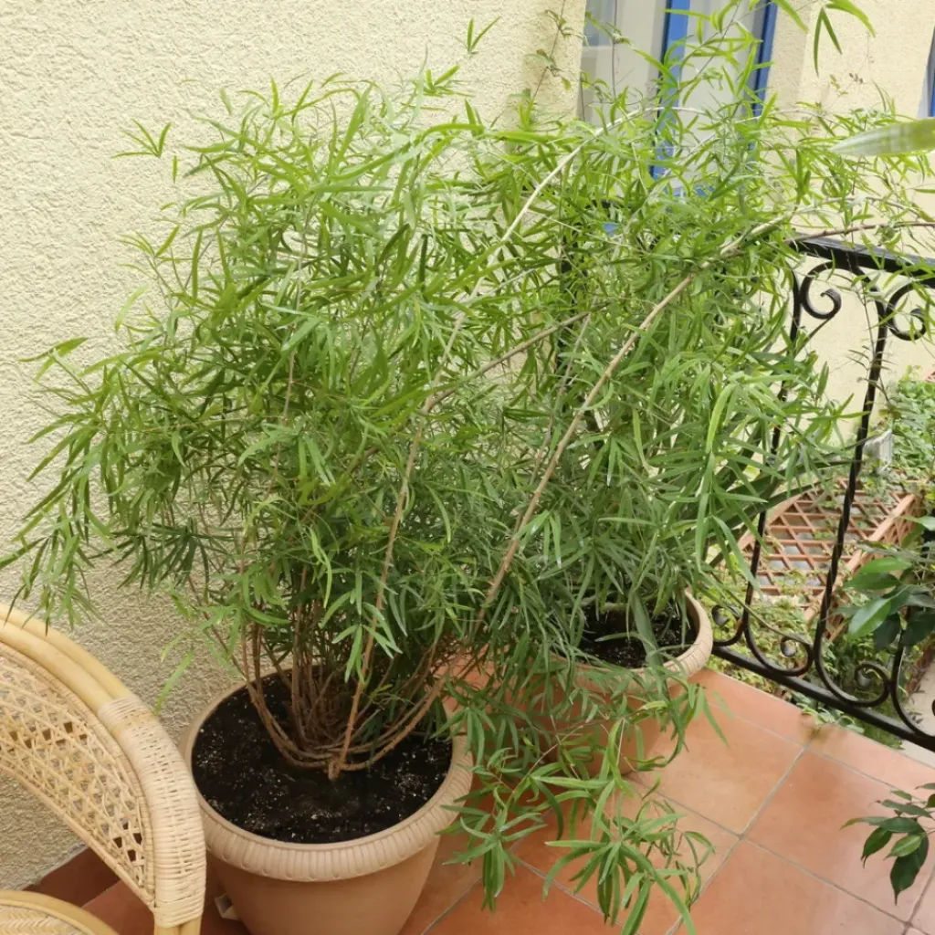 Asparagus
