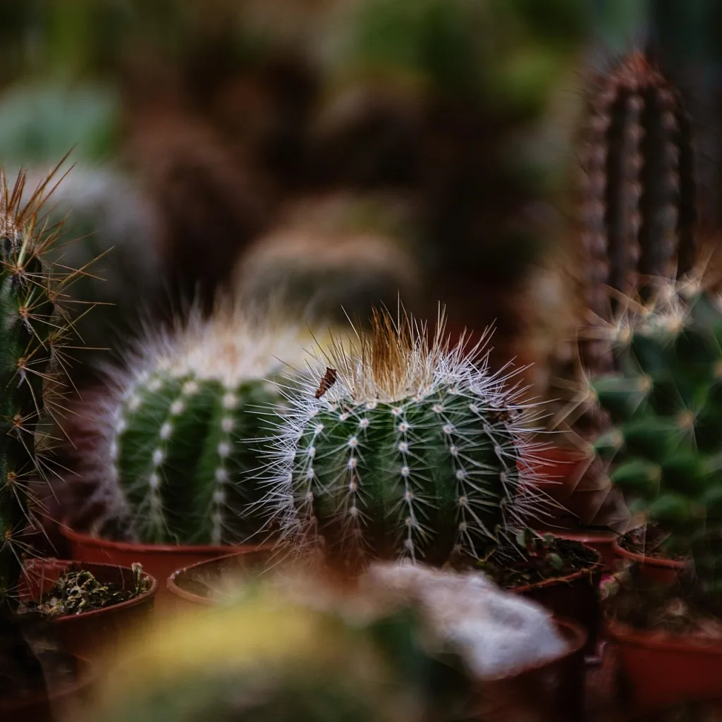 Cactus