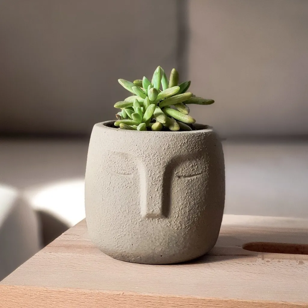 Cactus + Cache Pot Petit Visage